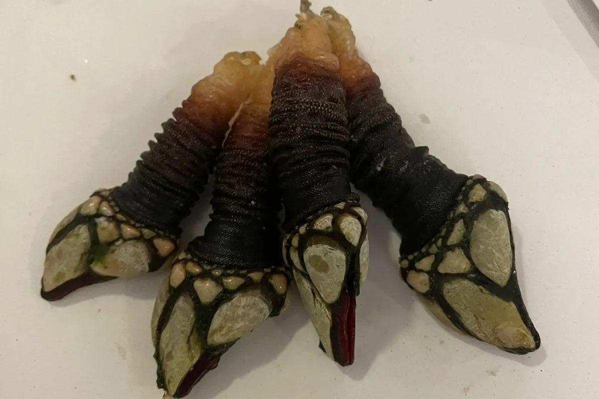 Percebes