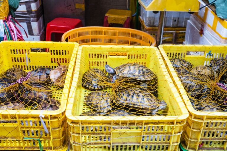 Mercados de animais vivos na Ásia